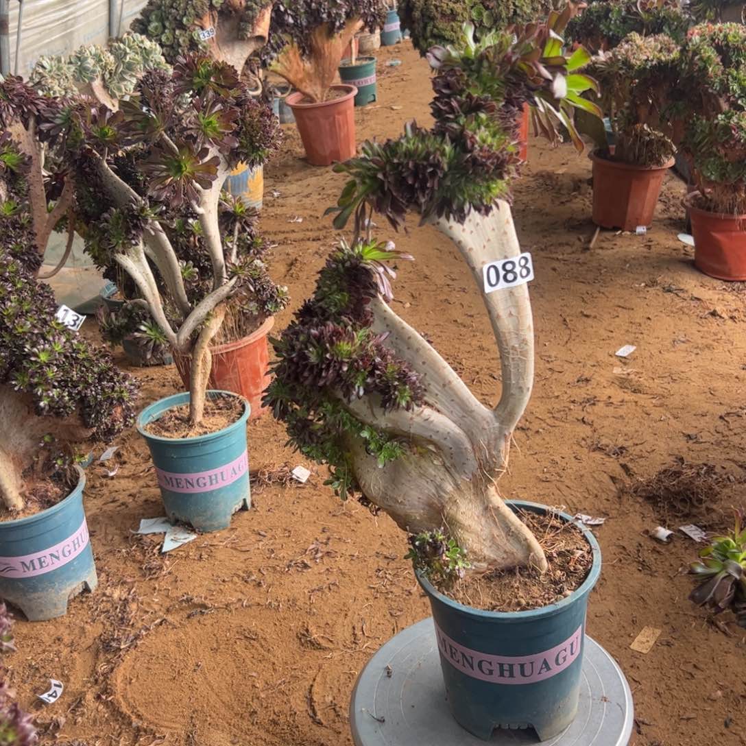 有伤黑缀088高度43厘米