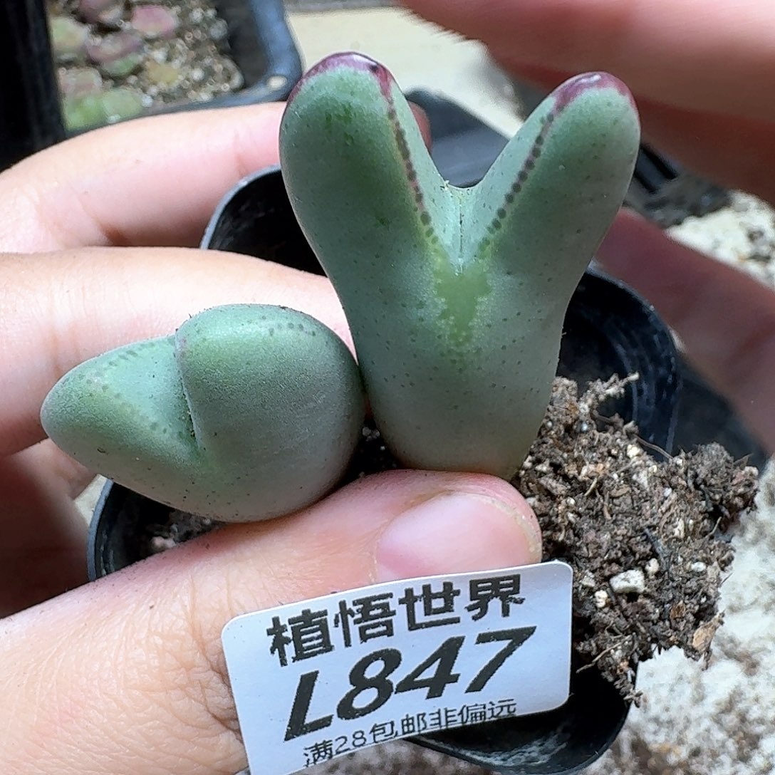 多肉植物的润泽wc
