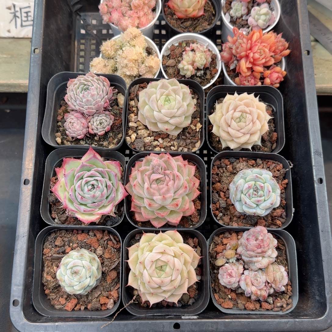 框拍框拍框0210-08