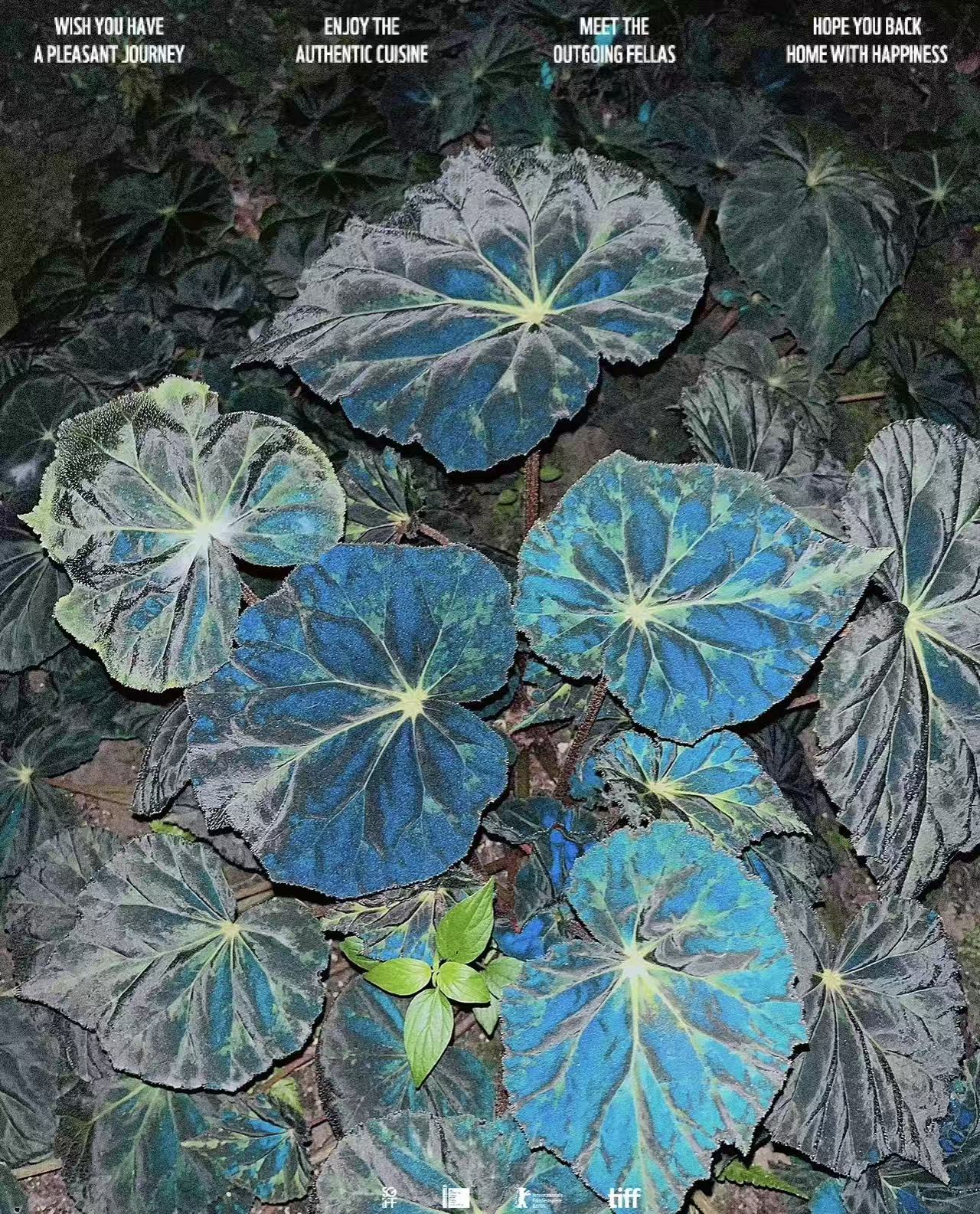 随机秋海棠一颗 轻微叶损不售后
