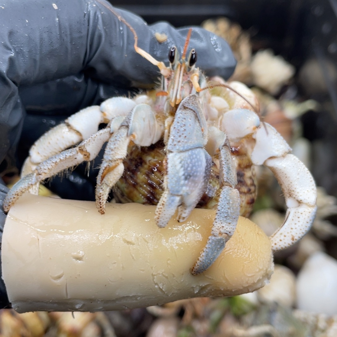 不退不换活体宠物101