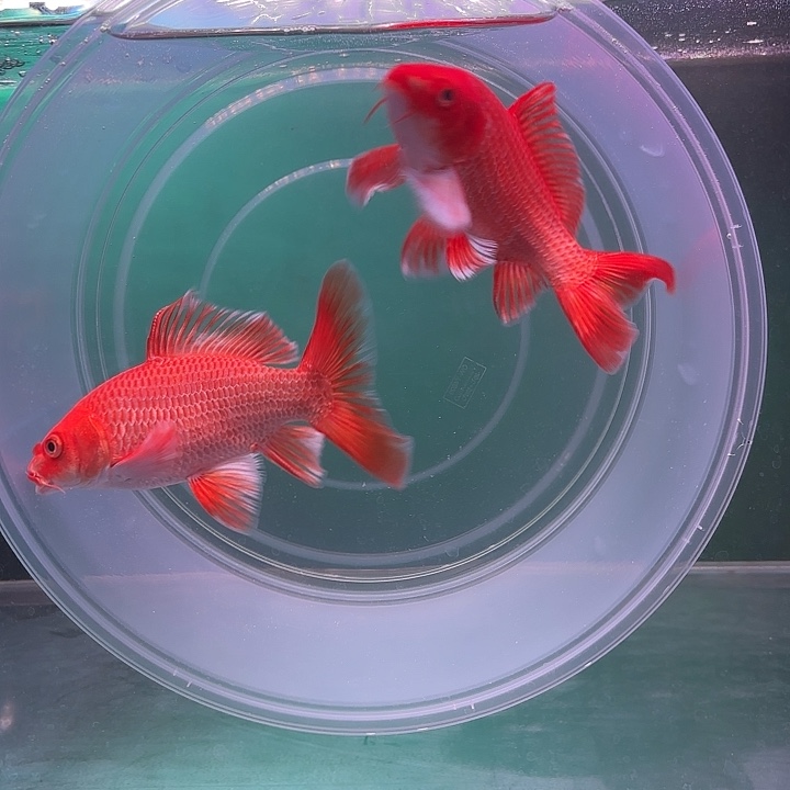 蝴蝶鲤31号蝴蝶鲤