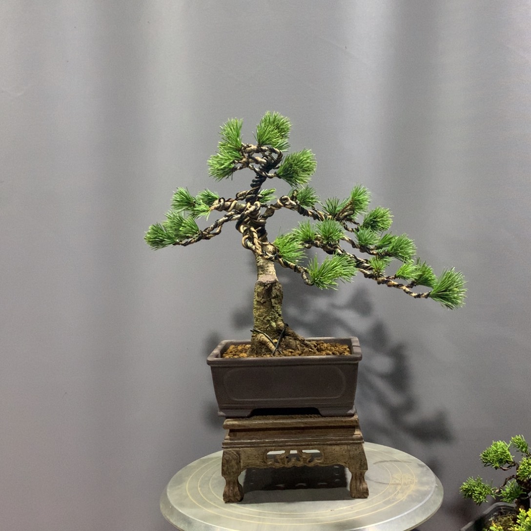 无花朵五针松盆景190