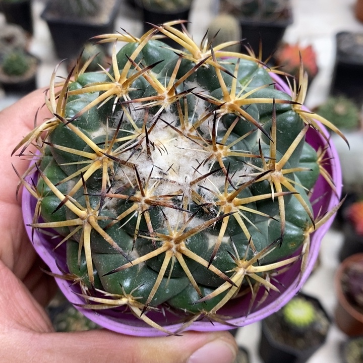 实生天丝象牙特价