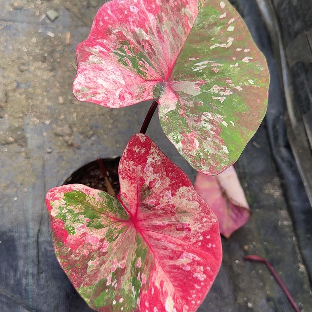 完全开放泰彩泰国发