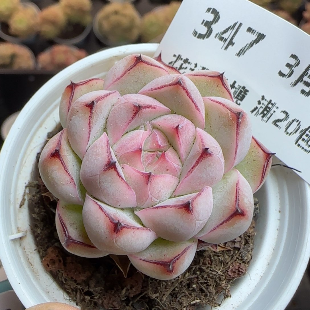 花语逸镜0311-347