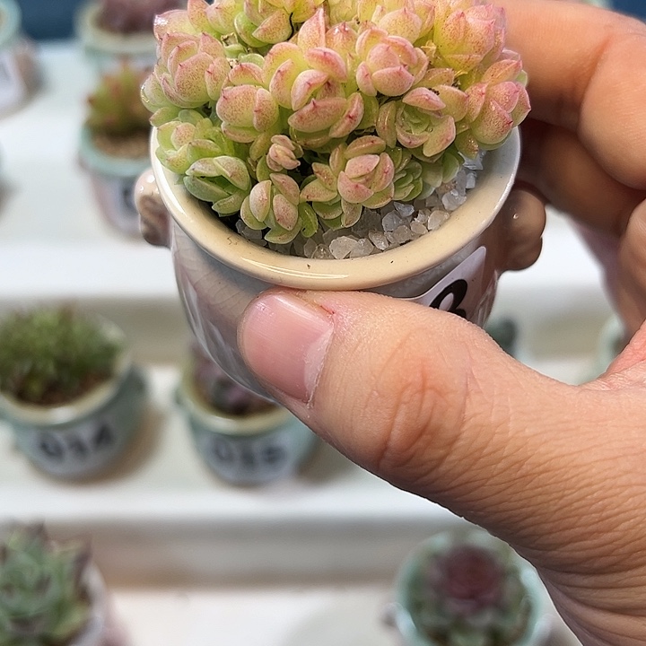 023爱杜丽尔 一物一拍 