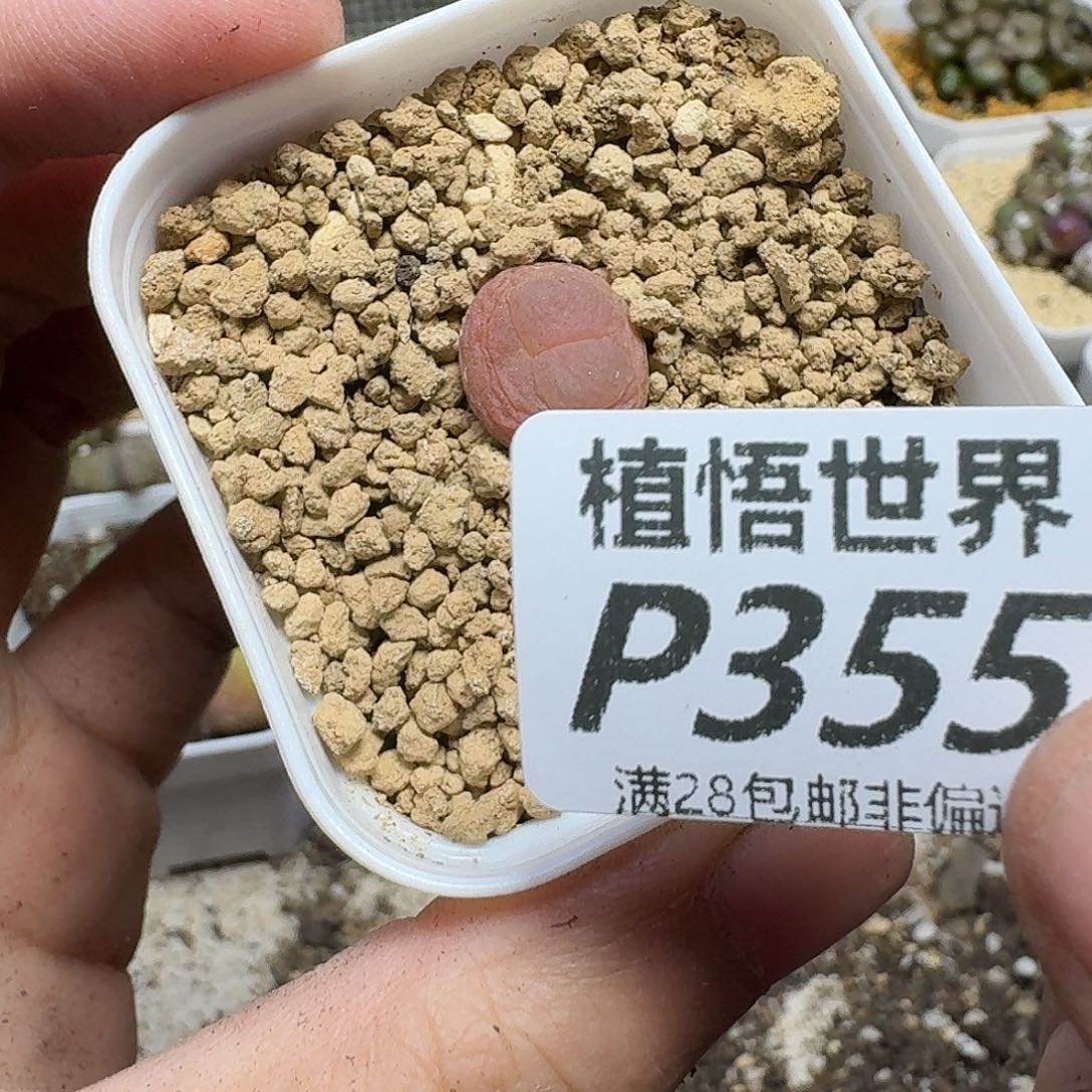 多肉植物的人啊gbnmm