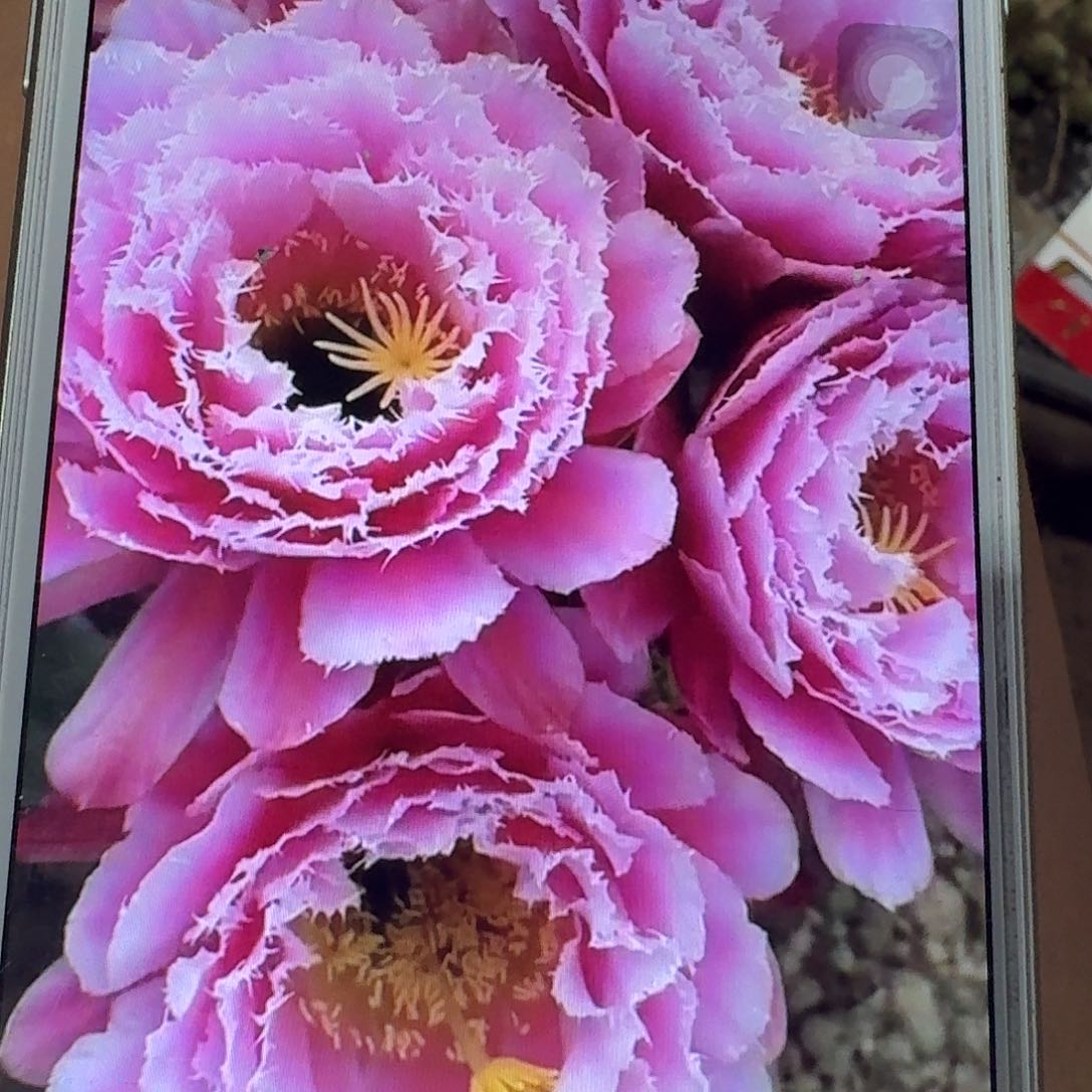 芸儿侧芽5公分毛花柱仙人球