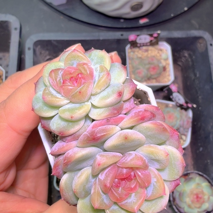 冰糖心开播福利啦