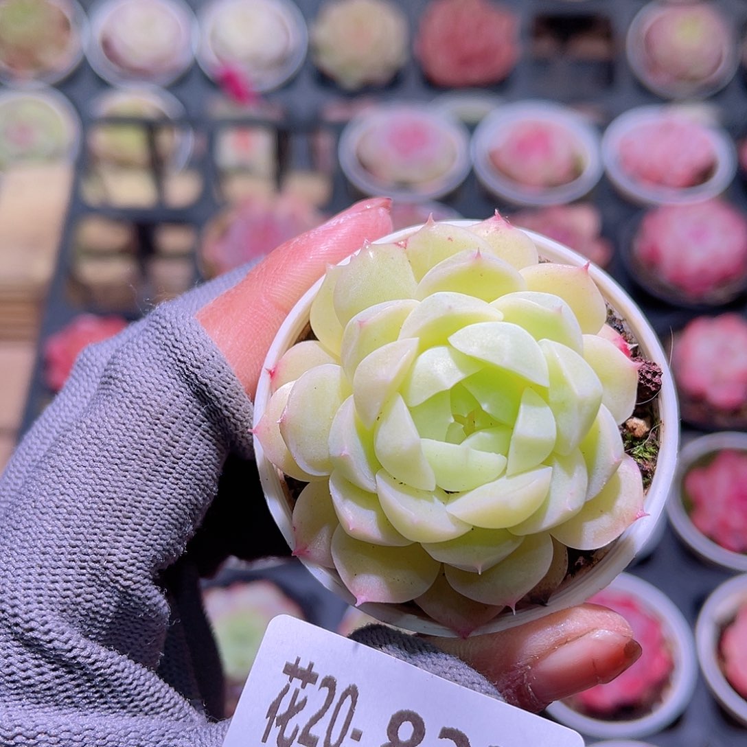 花20-833新女王单头