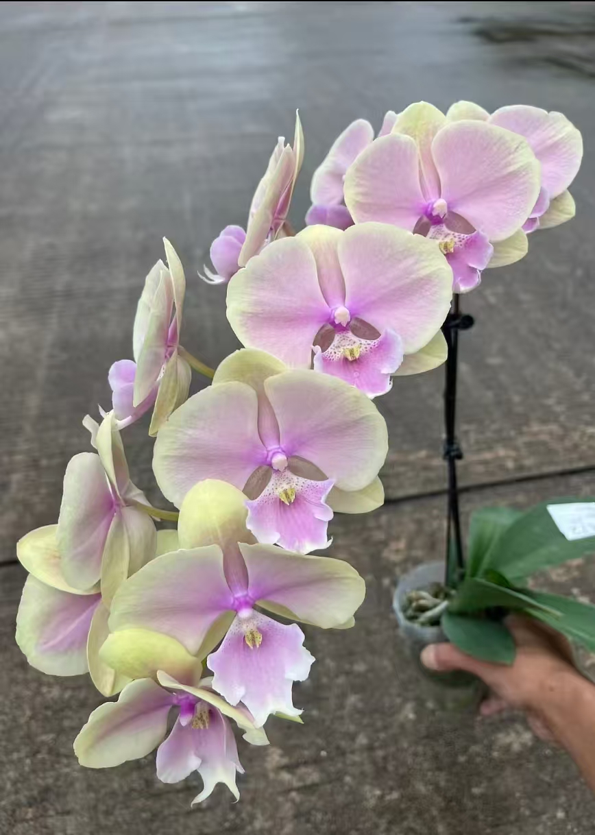 蝴蝶兰-芳美传奇花苞株3.5寸杯（小花苞 双剑断一个或微伤不售后）