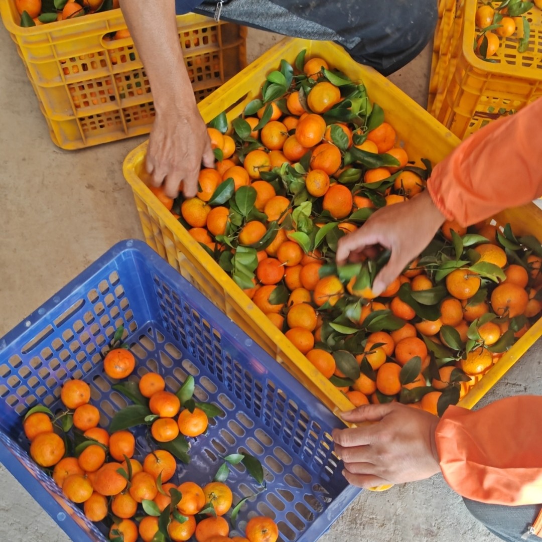 广西象州砂糖橘优选果5斤9斤装顺丰快递包邮