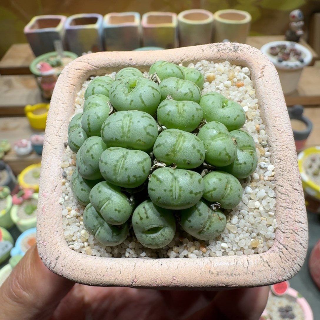 蘑菇1686肉锥群多肉植物