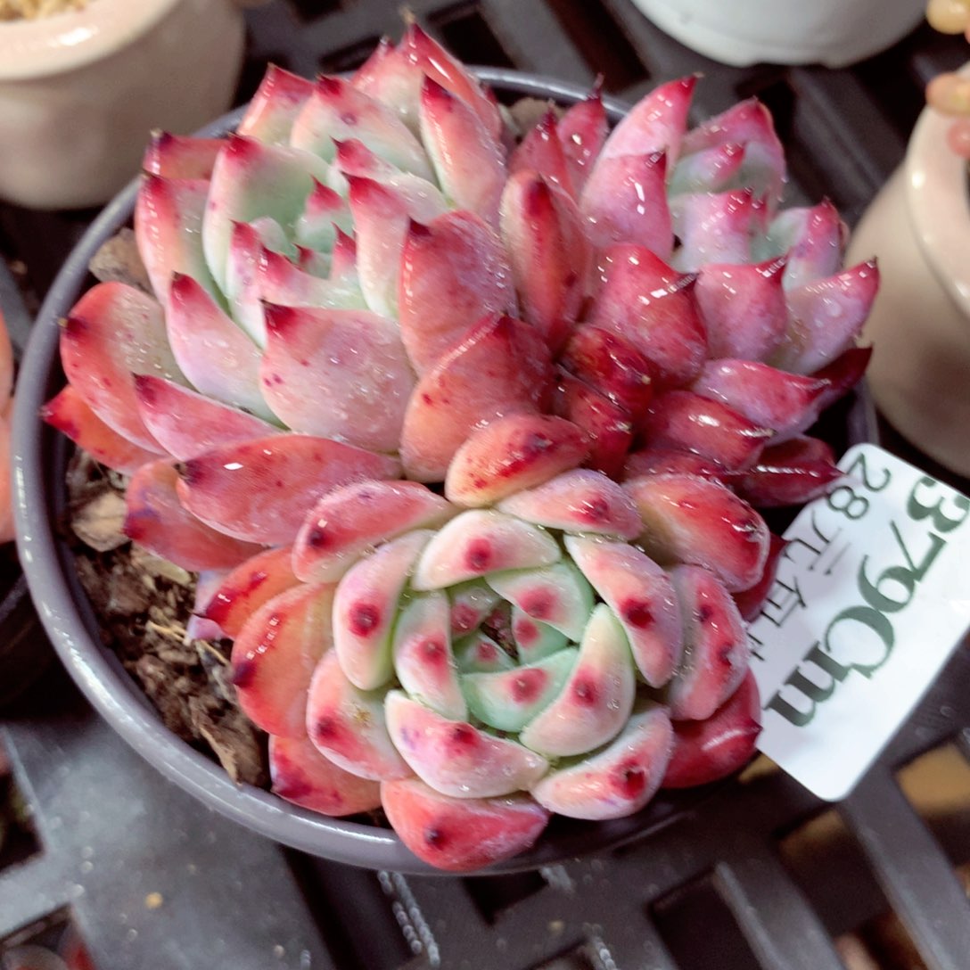 5厘米盆精控多肉379