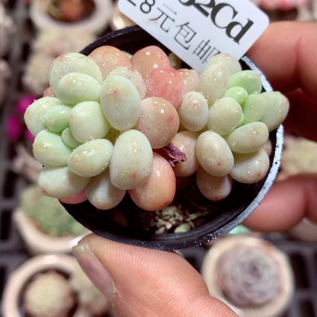 5厘米盆精控多肉3852