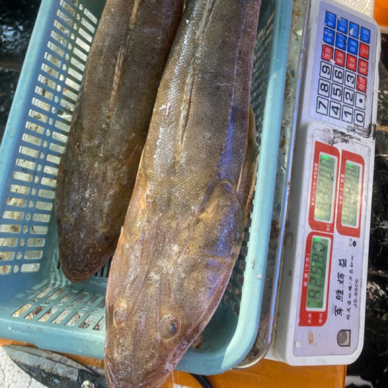 ［同城闪送］牛尾鱼