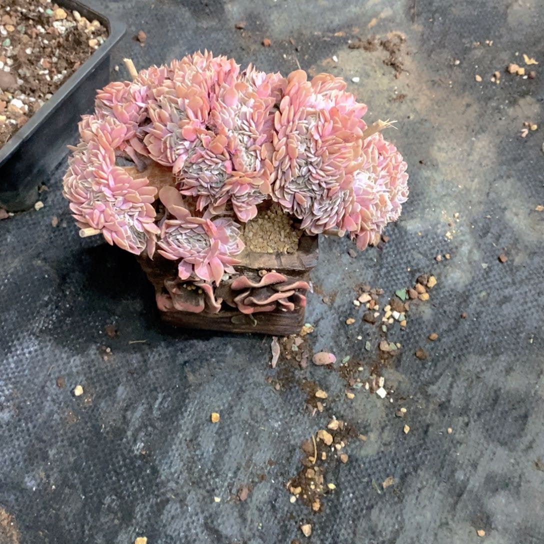 ****猫天多肉植物缀化小桩