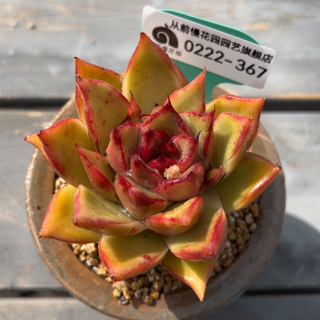 从前慢多肉精选编号0222.367