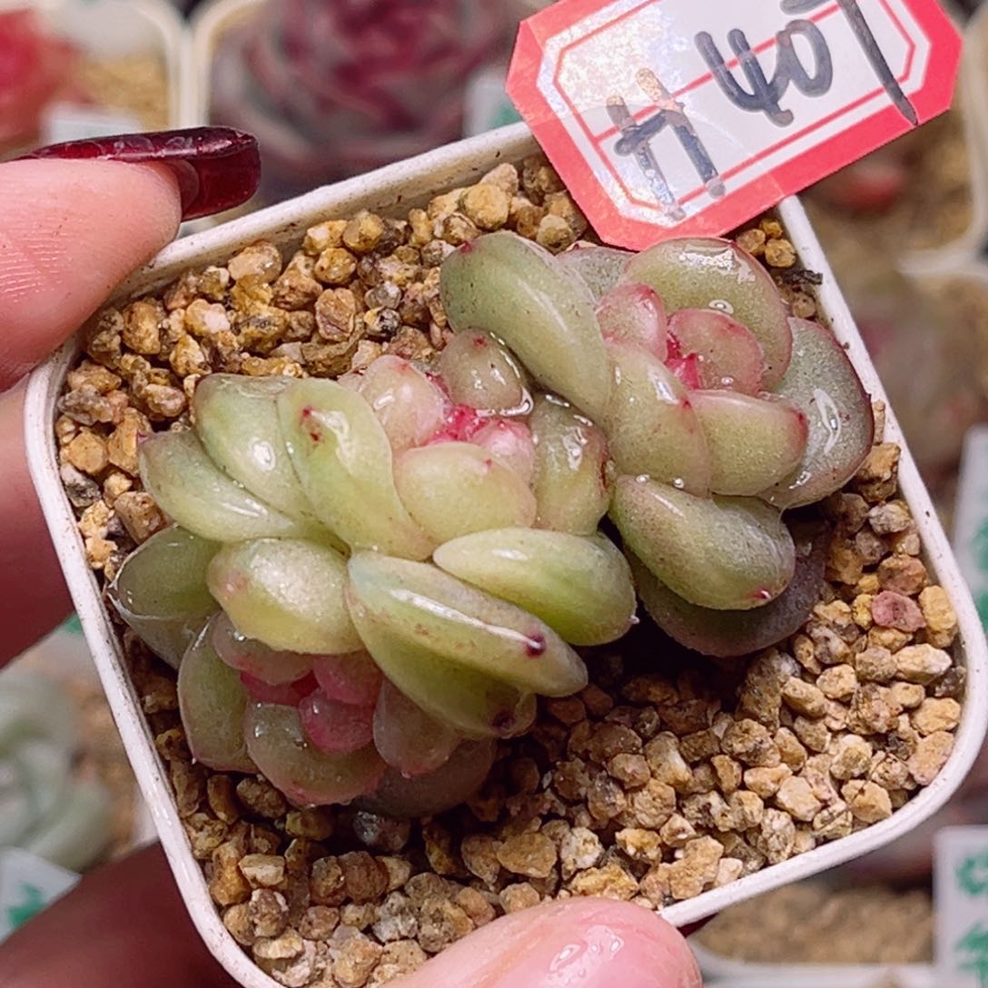 H407一物一拍 小甜豆