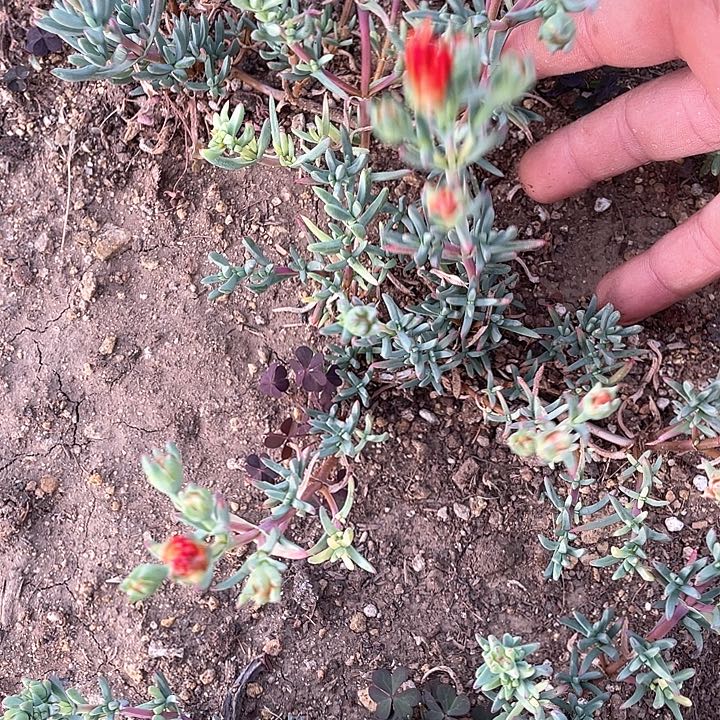 龙须海棠满25包邮