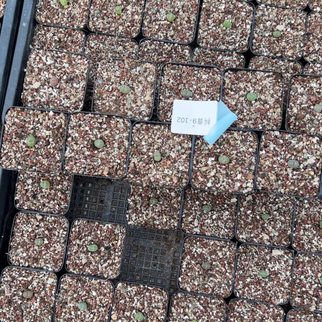 曼***波9-102肉锥多肉植物