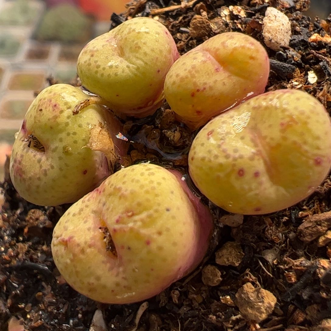 果冻福宫玉多肉植物百科