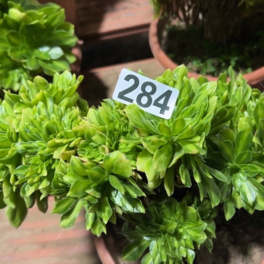 用***1多肉植物一个琉璃284