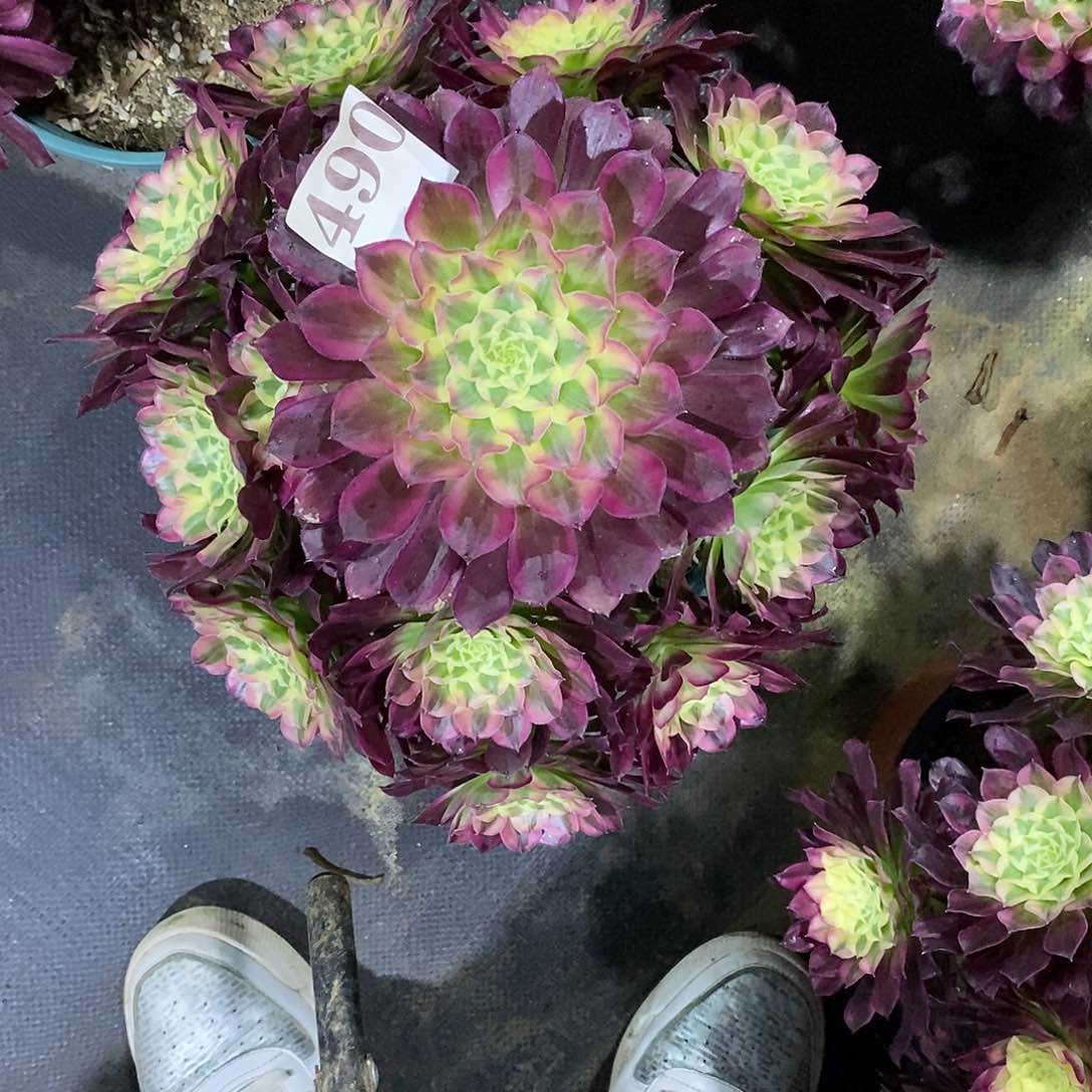 天合490多肉法师植物