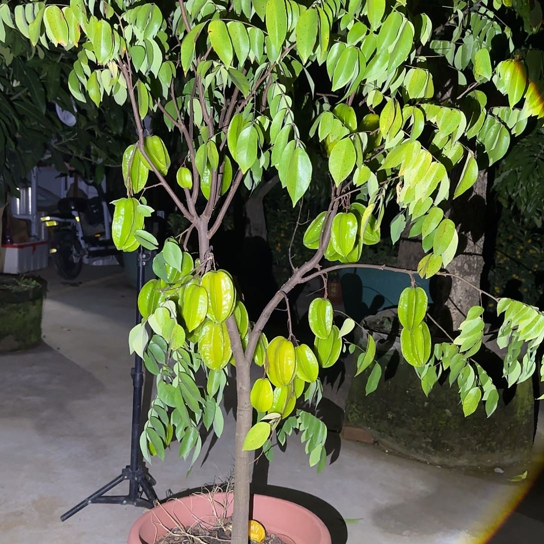 -***轻金都一号果树111111111111111