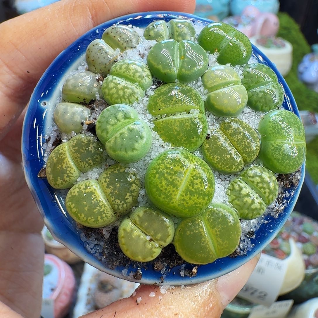 多肉植物福利冲1073