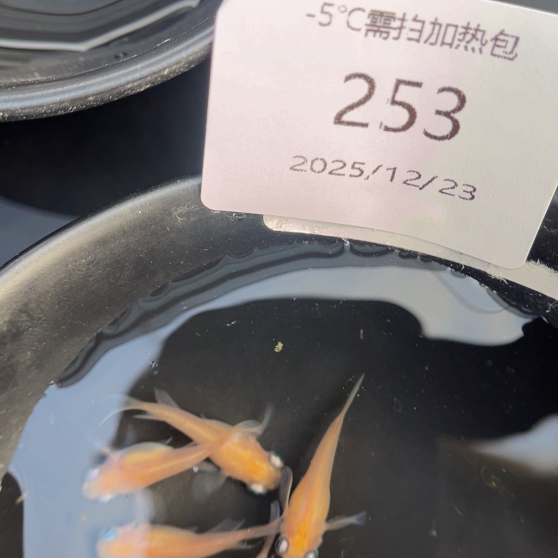 青鳉鱼253白出目五尾