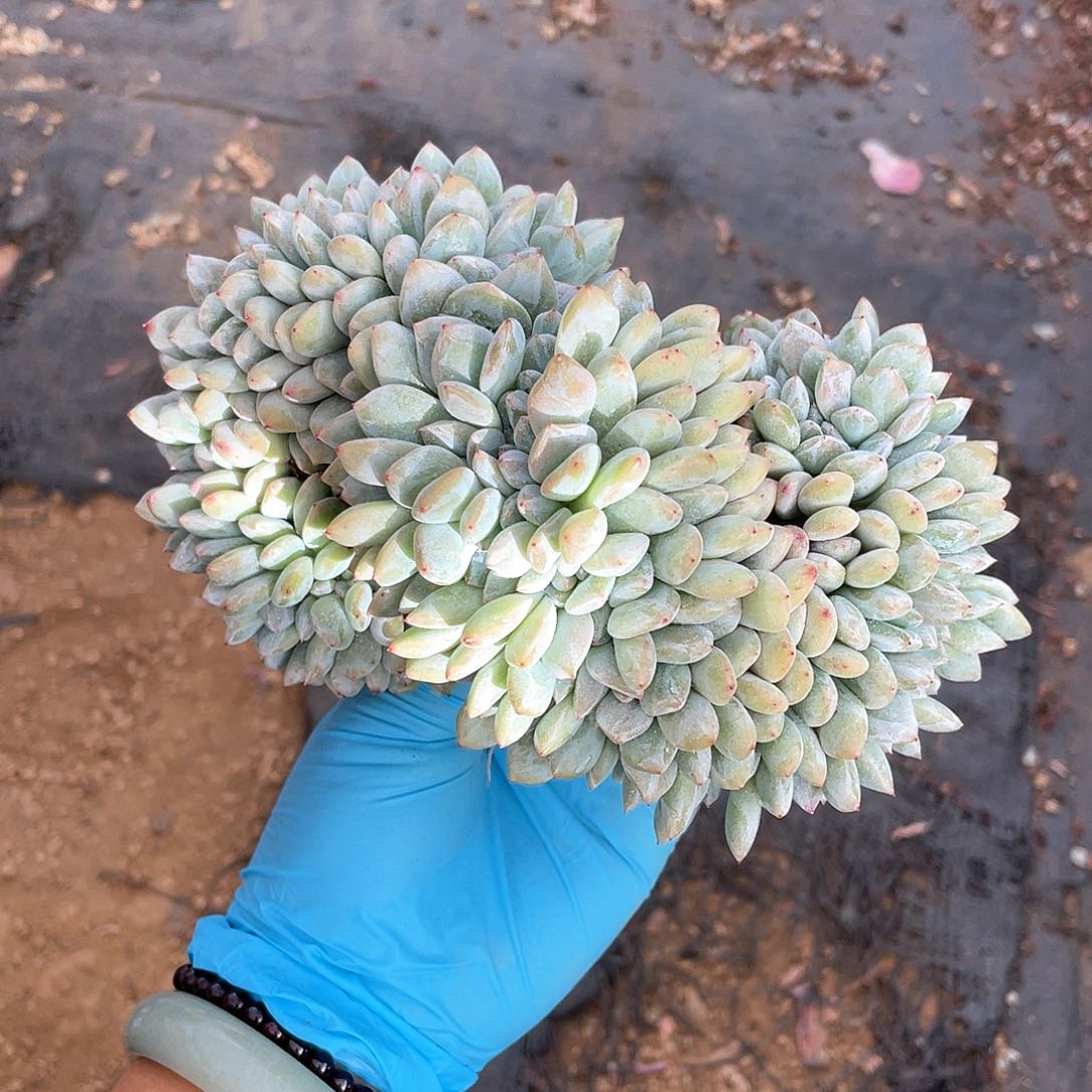 十*℡多肉植物多肉植物