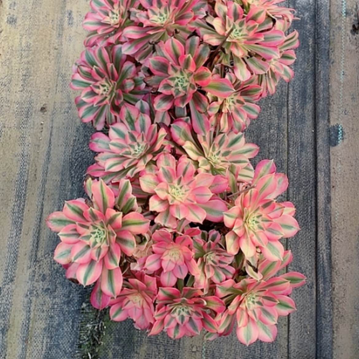 【闪购商品】?***?法师好看也好养