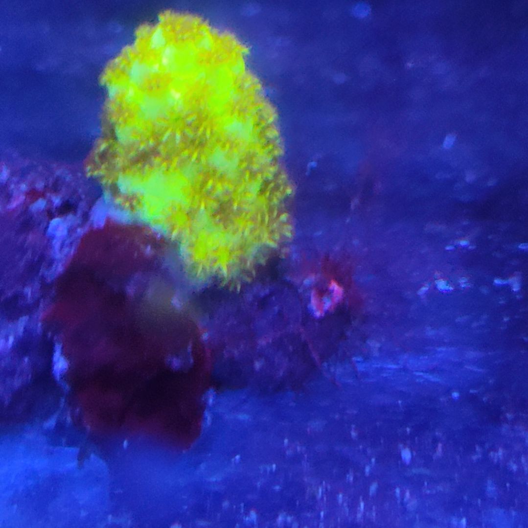 智海海洋珊瑚 不支持退货不包邮