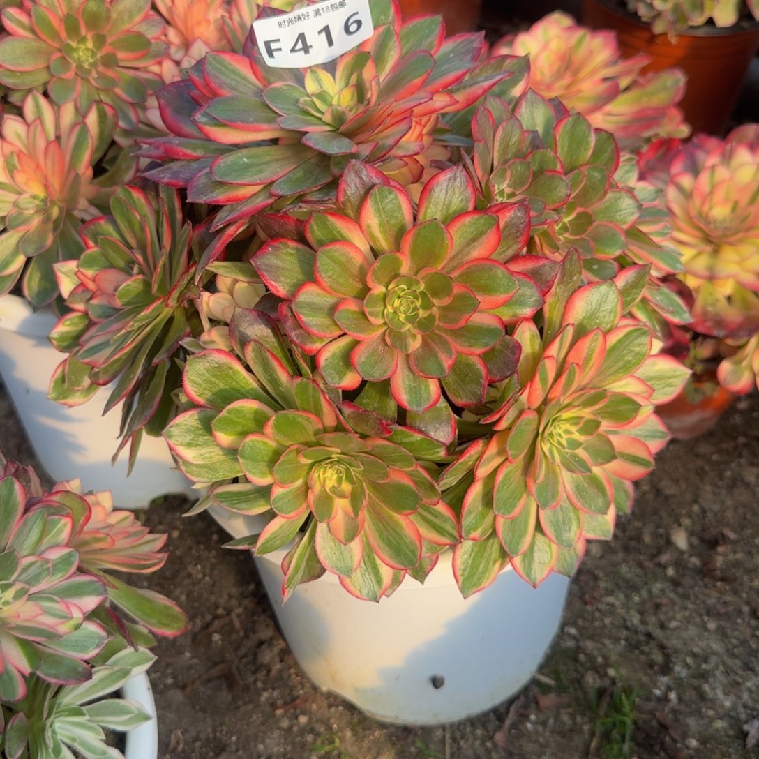 416黑魔锦。多肉植物