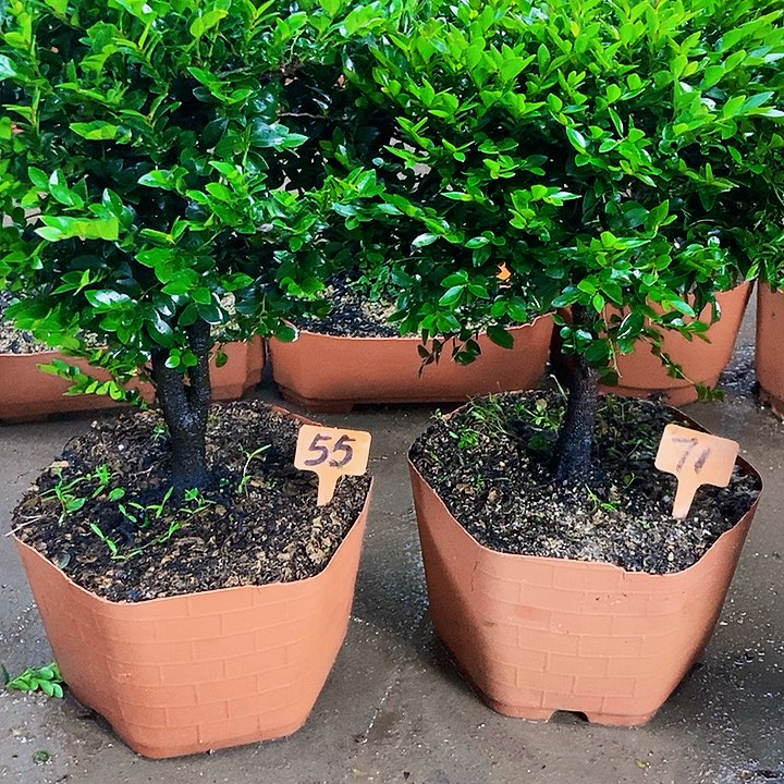 完全开放小叶紫檀木