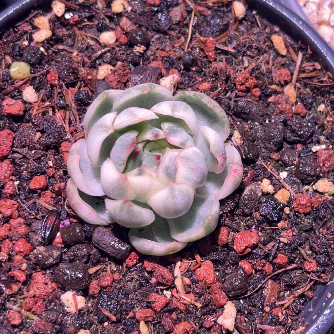 多肉特价高白瓷梦幻玫瑰锦