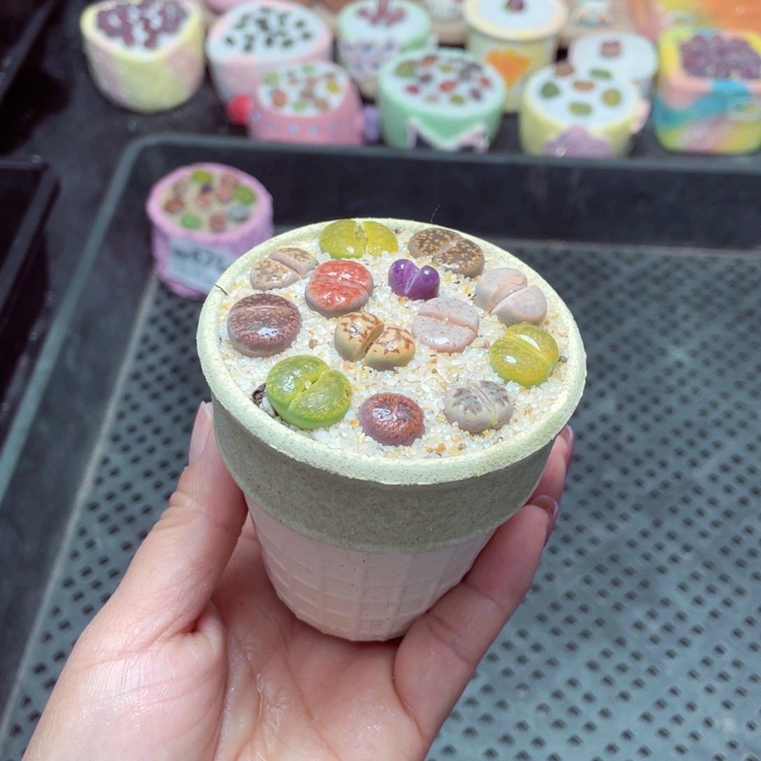 w6755 –零下地区拍保温箱-15支持寄养