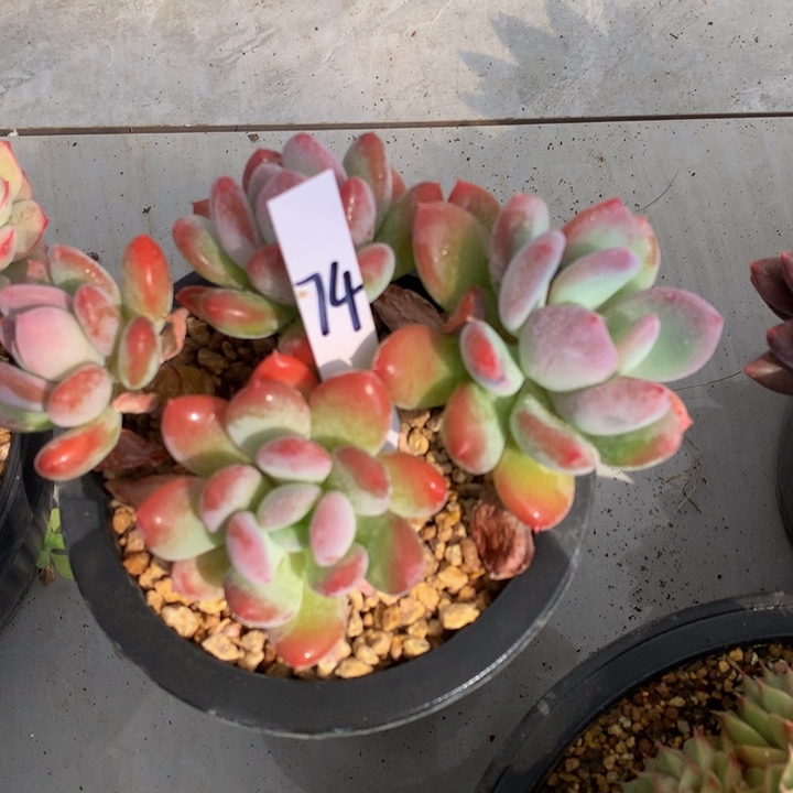 多肉植物727273737377372