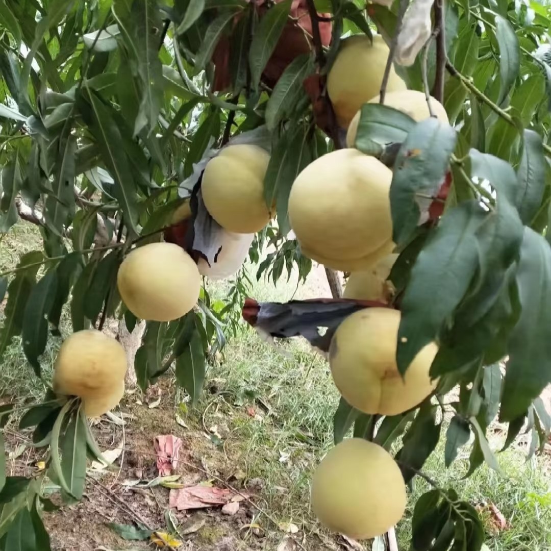 醉美宝坪冬桃脆甜多汁自然成熟
