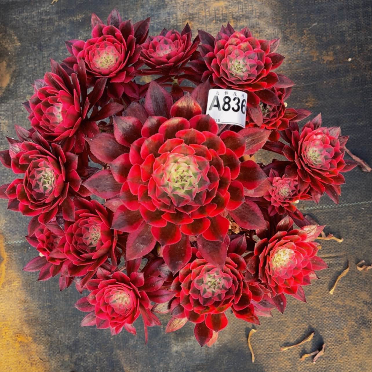 【闪购商品】836红铜白