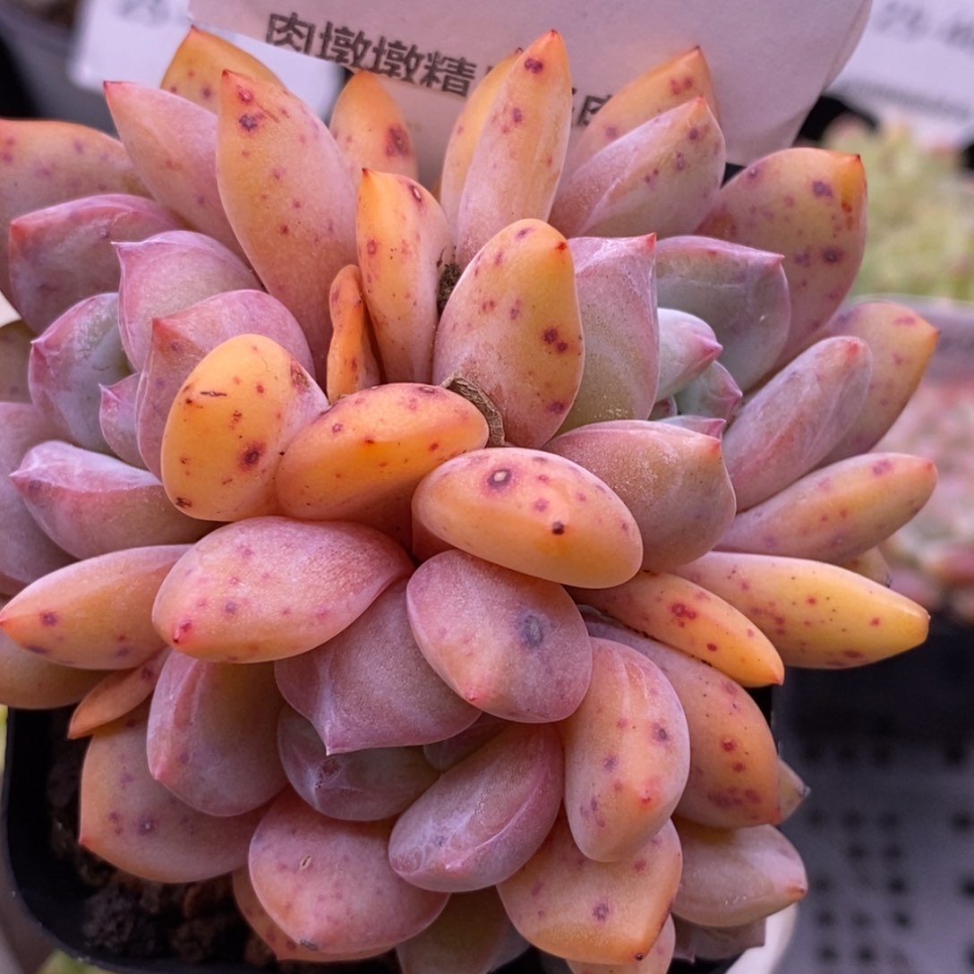 【闪购商品】25-51