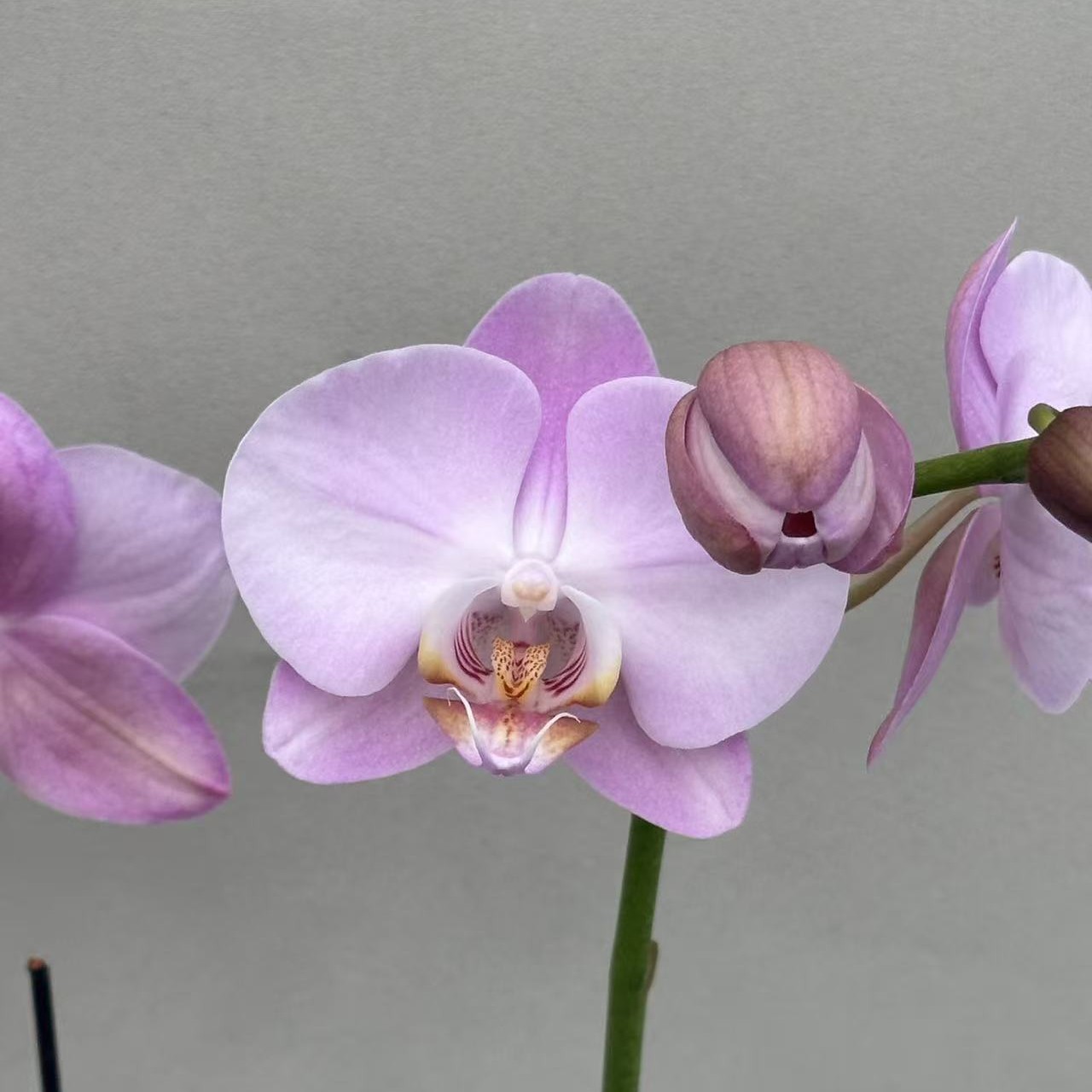 （天使02）蝴蝶兰 花期长 拍3颗以上配盆