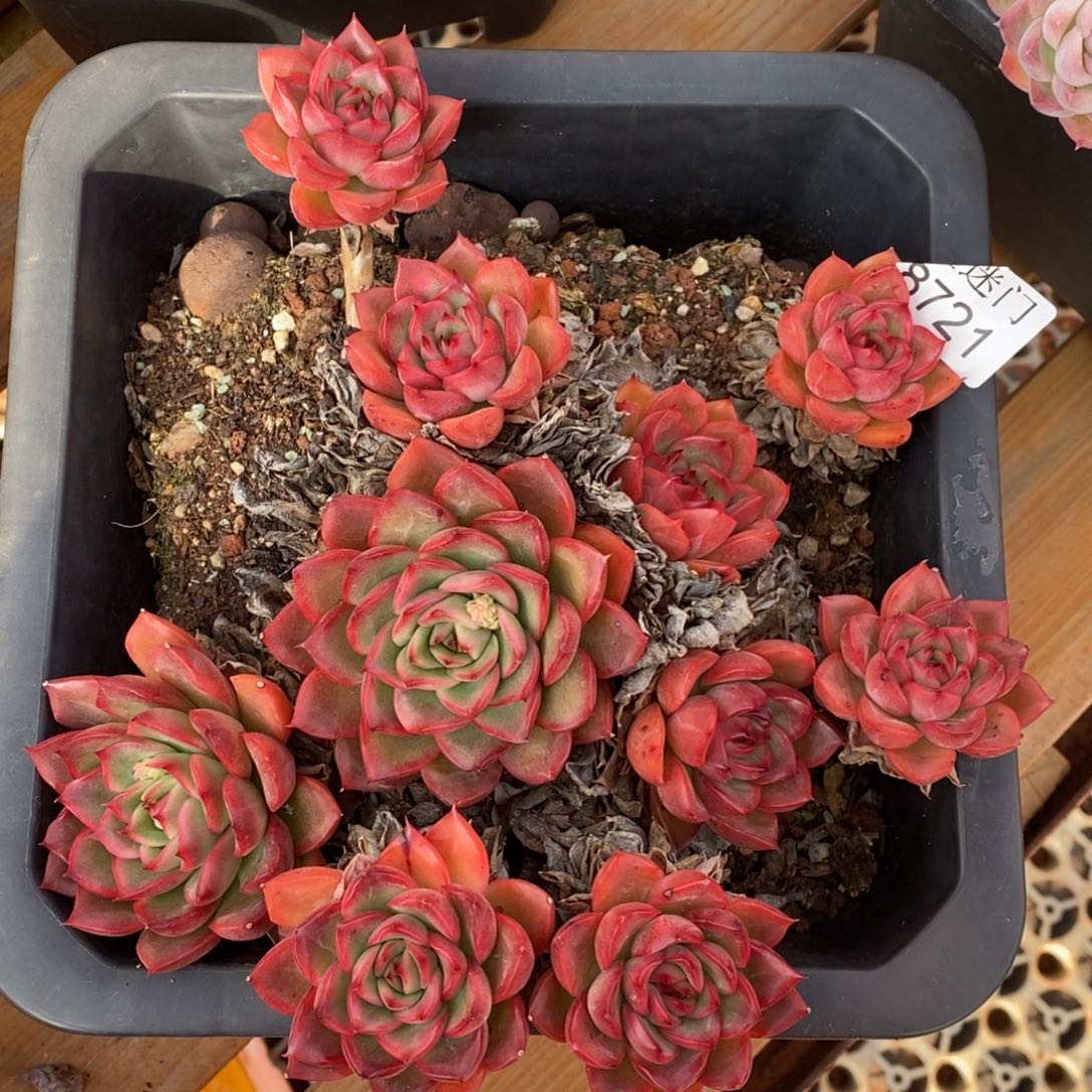 屈***胖带土球发货~8721~20厘米