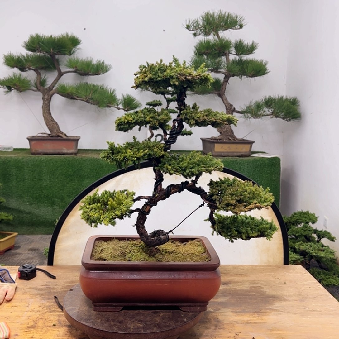 无花朵盆景盆景盆景盆景