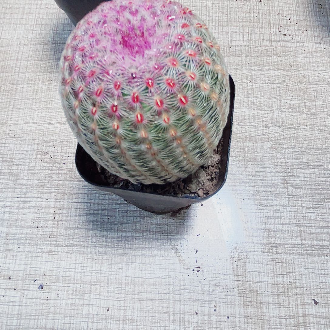 红太阳多肉植物新手好养