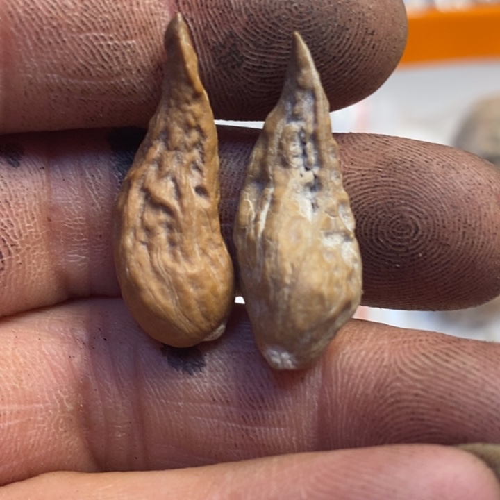 文玩核桃吊坠东北特产291