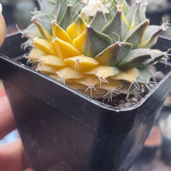 帝冠锦一颗包邮带盆发货