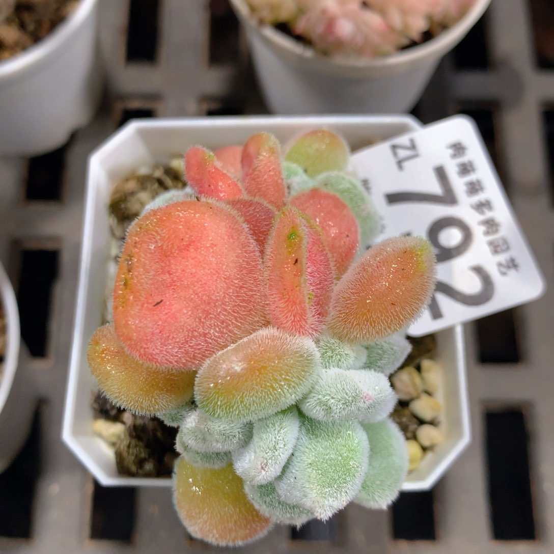 5CM拇指盆精控多肉ZL792